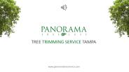 Tree Trimming Service Tampa - Panorama Tree Service