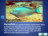 Information for all animal lovers