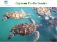Swim With Turtles in an Enclosed Lagoon in Grand Cayman PowerPoint PPT Presentation