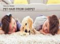How do you get Pet hair out of carpet? PowerPoint PPT Presentation