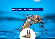 Mosquito Myths and Facts