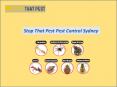 Stop That Pest Control Sydney PowerPoint PPT Presentation