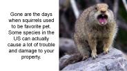 Best Solution For Rodent Removal Atlanta