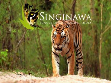 Kanha National Park, Kanha Tiger Reserve, Madhya Pradesh, India