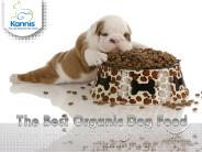 The Best Organic Dog Food