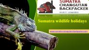 Sumatra wildlife holidays