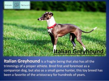 Animals - Description, Energy Level, Health, Interesting Facts