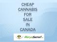 Cheap Cannabis for Sale In Canada -  Marys Secret