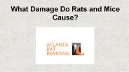 Local Rat Exclusion Service Provider In Georgia