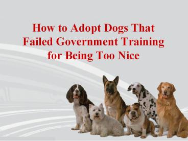 Stephanie Taunton - Best Tips to Adopt Dogs