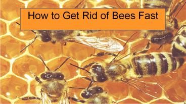 How To Get Rid of Bees Fast