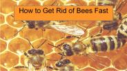 How To Get Rid of Bees Fast