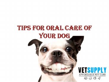 Oral Care Tips For Dogs