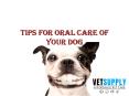 Oral Care Tips For Dogs PowerPoint PPT Presentation