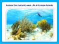 Explore The Fantastic Aqua Life At Cayman Islands PowerPoint PPT Presentation