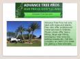 Tree removal services Orlando | 407-271-1944 PowerPoint PPT Presentation