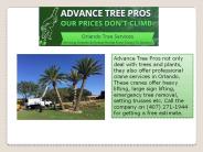 Tree removal services Orlando | 407-271-1944