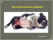 Riverstone Vet Clinic - Riverstone Vets
