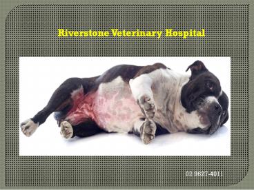 Riverstone Vet Clinic - Riverstone Vets (2)