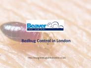 Beaver Pest Conteol - Bed Bug Control