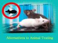 Alternatives to Animal Testing PowerPoint PPT Presentation