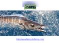 Fort lauderdale Fishing Charters PowerPoint PPT Presentation
