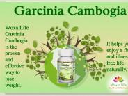 Woxalife Garcinia Cambogia Review (1)