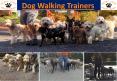 Dog Walking Trainers in New Jersey PowerPoint PPT Presentation