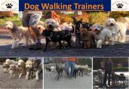 Dog Walking Trainers in New Jersey