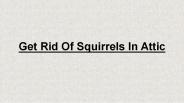 Get Rid Of Squirrels In Attic