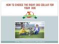 How to Choose Right Dog Collars for your Dog | Friendly Dog Collars PowerPoint PPT Presentation
