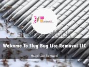 Detail Presentation About Slug Bug Lice Removal