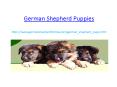 German Shepherd Puppies PowerPoint PPT Presentation
