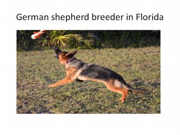 German shepherd puppies (1)