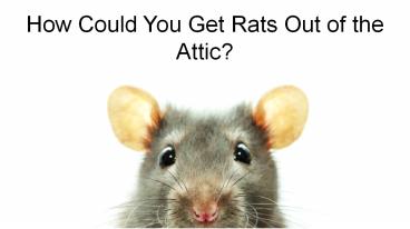 How Couls You Get Rats Out Of The Attic