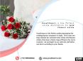 Send flowers Online Via YuvaFlowers PowerPoint PPT Presentation
