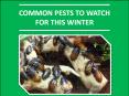 Stop Pest Invasion in Winter with Pest Control Sydney PowerPoint PPT Presentation