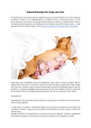 Natural Remedies For Dogs and Cats