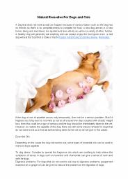 Natural Remedies For Dogs and Cats
