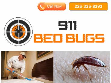 Bed Bug Kitchener