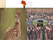 Tanzania safaris