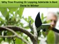 Why Tree Pruning Or Lopping Adelaide Is Best Done In Winter PowerPoint PPT Presentation