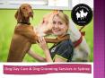 Puppy Training School Sydney – Puppy Playground PowerPoint PPT Presentation