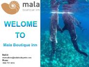 Whale shark snorkelling in Maldives