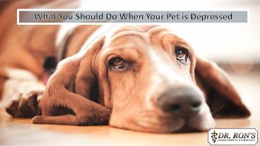 What you Should do When your Pet is Depressed