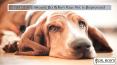 What you Should do When your Pet is Depressed PowerPoint PPT Presentation