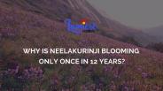 Why is Neelakurinji blooming only once in 12 years?