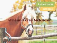 African Horse Sickness