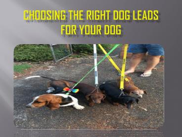 How to Choose Right Dog Leads | Friendly Dog Collars