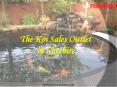 Are you looking for a Koi Carp seller in Cheshire? PowerPoint PPT Presentation